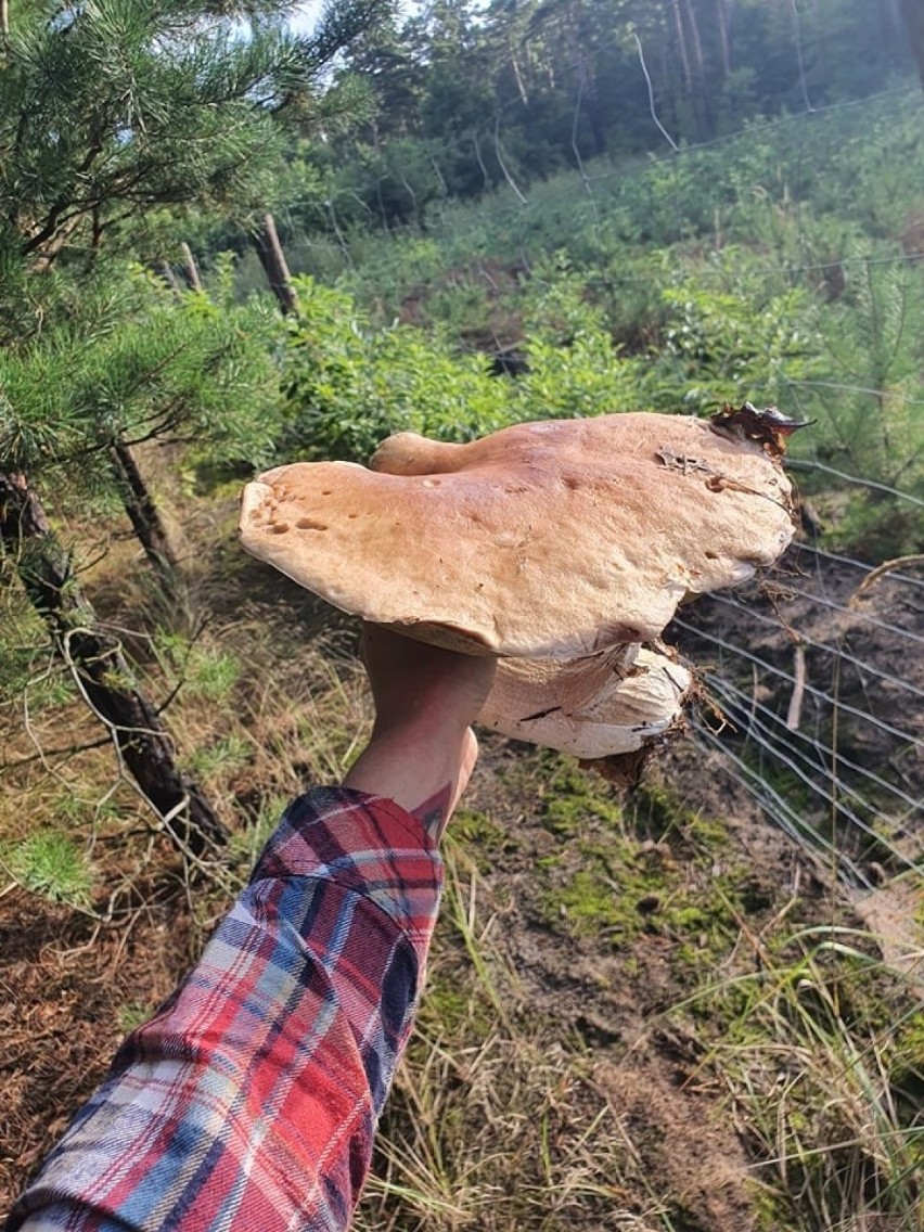 Oto grzyb gigant! Grzybiarki znalazły go w okolicach Inowrocławia. Zobaczcie zdjęcia