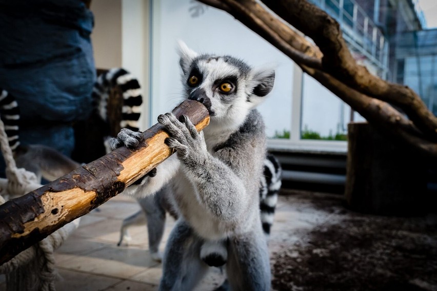 W wałbrzyskiej Palmiarni mieszka  już 10 lemurów, które przyjechały z ZOO w Czechach (ZDJĘCIA)