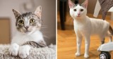 Zachwycające kociaki do adopcji w woj. śląskim! Zobacz te zdjęcia, one czekają na nowy dom
