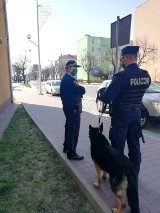 Pies tropiący Iluzjon odnalazł zaginionego mieszkańca powiatu opoczyńskiego