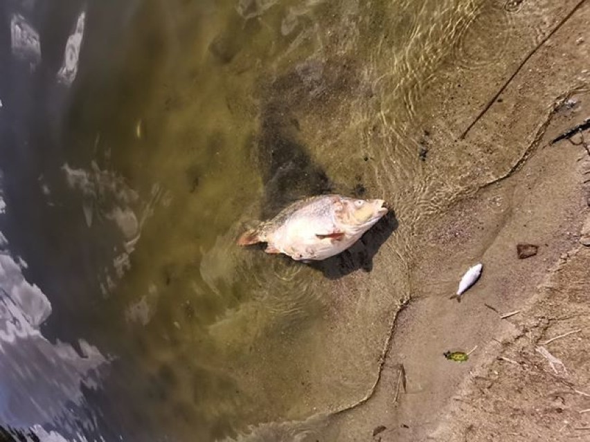 Wędkarze alarmują: Tysiące śniętych ryb w Wojcieszycach!