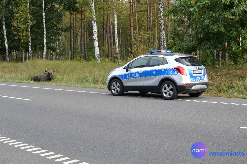 Ranny łoś po wypadku z hondą na drodze krajowej 91 we...