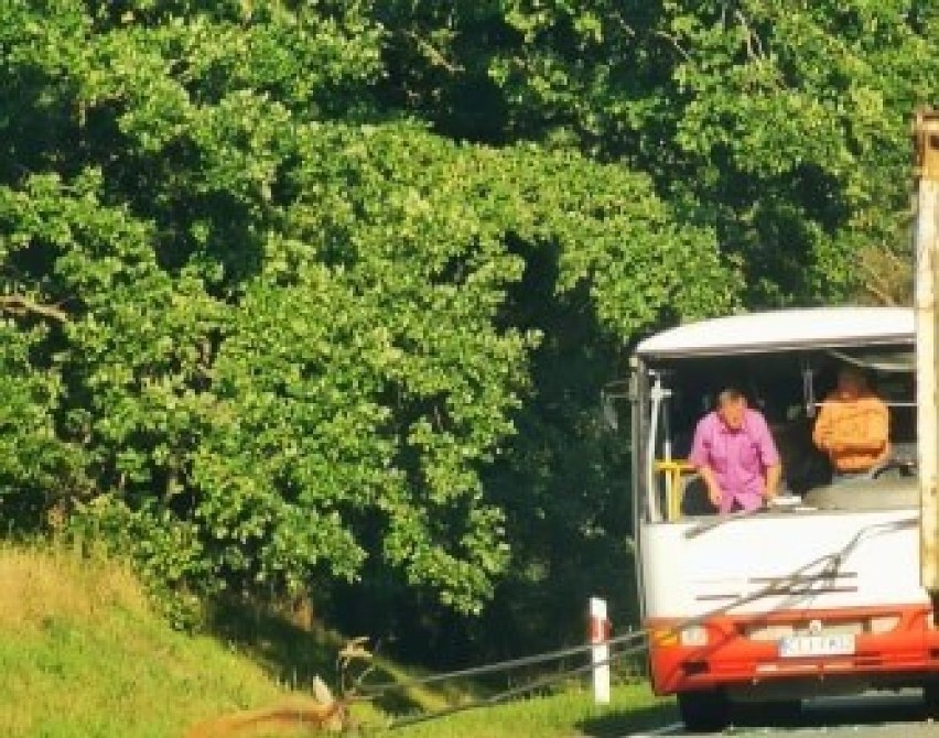 Wypadek na drodze Włocławek - Brześć Kujawski. Autobus wiozący uczniów uderzył w jelenia [zdjęcia]