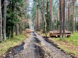Radni Lublińca apelują w sprawie wycinki lasów. Gabriel Podbioł - "To jest po prostu rzeź. Rzeź lublinieckich lasów"