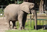 Przycięto cios słonicy afrykańskiej z gdańskiego zoo. Ząb zaczął pękać wzdłuż. Zabieg odbył się bez narkozy