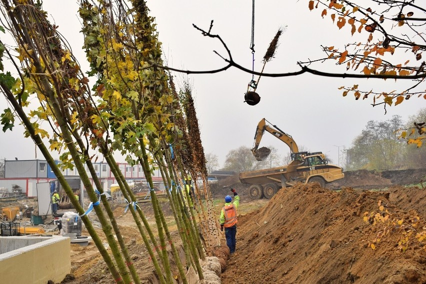 Na budowę Małopolskiego Centrum Nauki Cogiteon trafiły pierwsze drzewa ZDJĘCIA