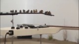 Zastanawialiście się kiedyś, jak brzmią ptaki grające na gitarach? No to dowiecie się i tak