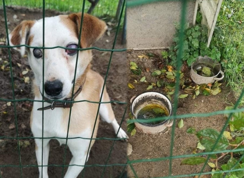 Animalsi interweniowali w Kartuskiem - niewidomy pies poił się jedynie deszczówką