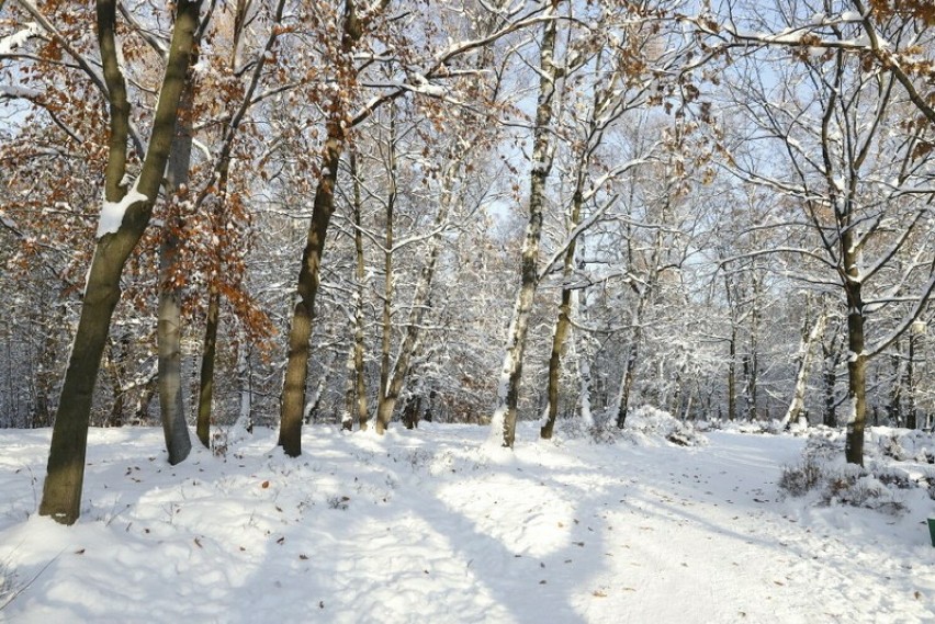 Park Kościuszki w Katowicach w zimowej odsłonie...