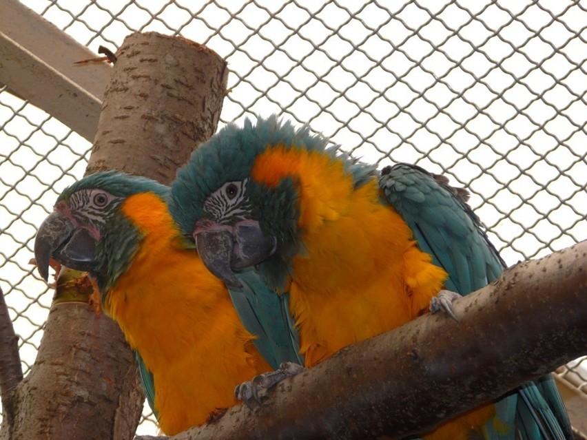 W płockim zoo zamieszkało kilka nowych gatunków ptaków