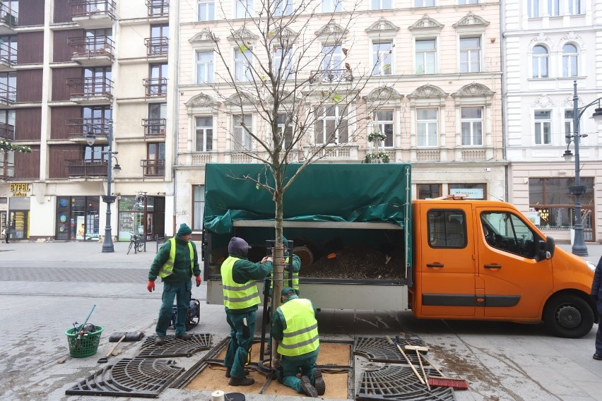 Okrywają platany na Piotrkowskiej na czas zimy