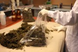 CBŚ skonfiskowało 7 kg marihuany. Zatrzymano trzech mężczyzn [zdjęcia, wideo]