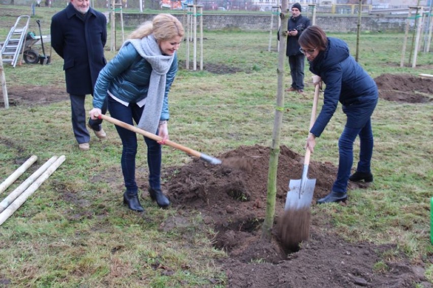 20 drzew posadzono w Kaliszu w sąsiedztwie Gastronomika