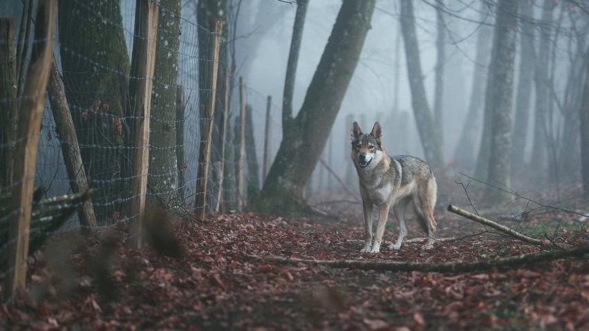 W Lubuskiem coraz częściej można spotkać wilki. Drapieżniki...