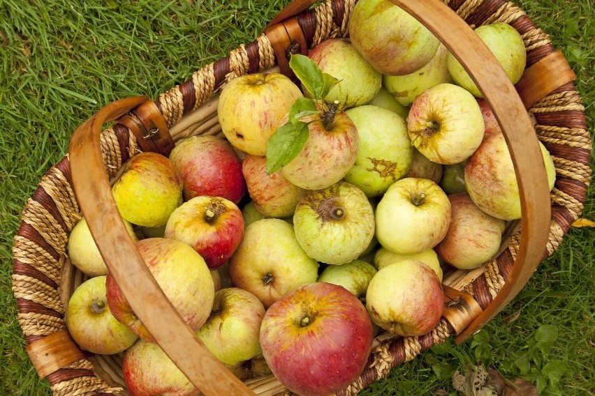 Dieta jabłkowa wymaga jedzenia dużych ilości jabłek - warto,...