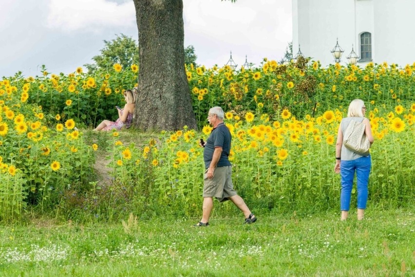 Tak wyglądają pola słoneczników w Białymstoku. W Opolu na...