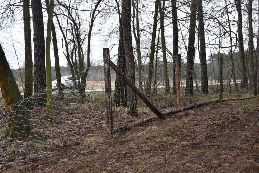 Ogrodzenia, które mają ograniczyć przemieszczanie się dzików...