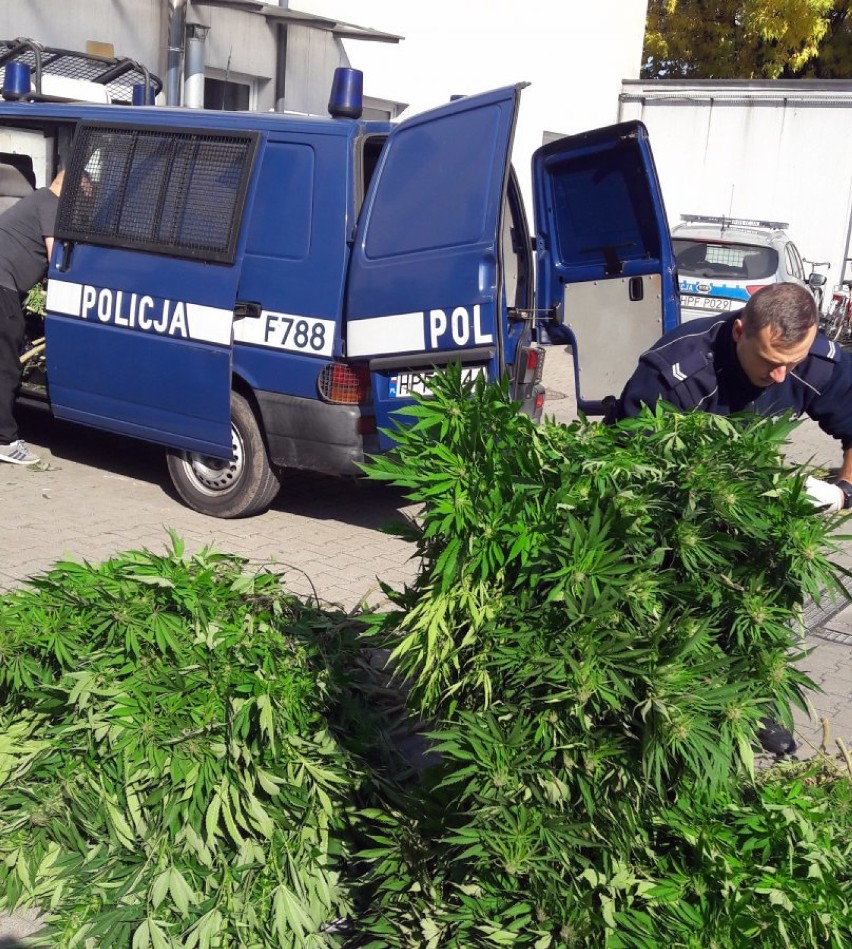 Rawscy policjanci zlikwidowali plantację marihuany – tym...
