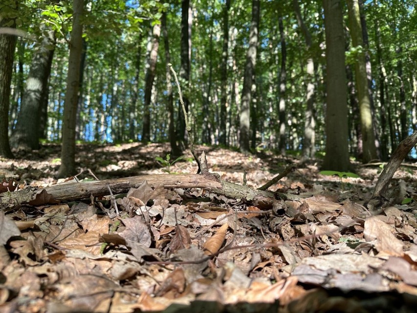 Od początku czerwca na terenie podległym Regionalnej...