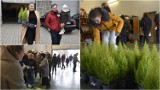Ogromne zainteresowanie akcją wymiany zużytych bateryjek na sadzonki roślin w Wojniczu. Cyprysy rozeszły się w mgnieniu oka