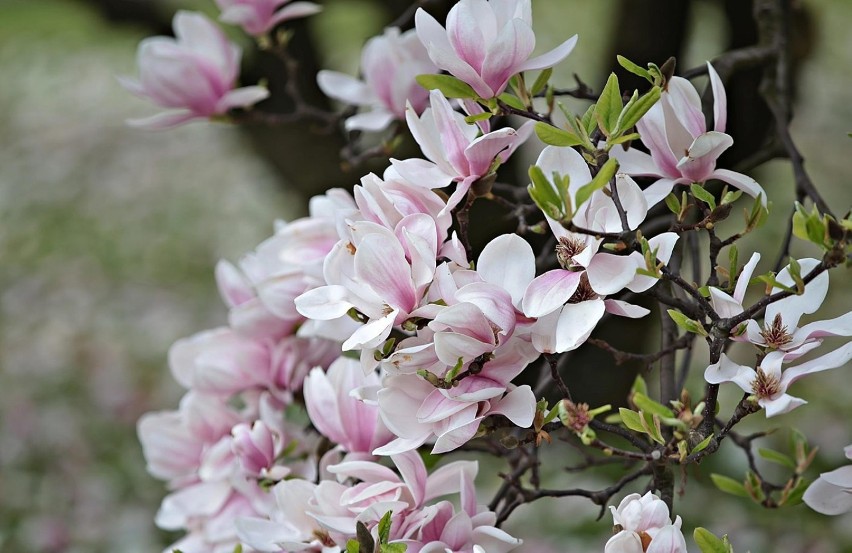 Piękna magnolia zakwitła na wzgórzu Wawelskim [ZDJĘCIA]