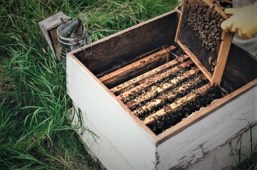 Konin. Wielki dzień pszczół  na terenie skansenu w Muzeum Okręgowe w Koninie