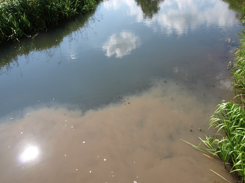 Dlaczego w Liswarcie były śnięte ryby i zdechłe żaby? Czy firma Jamar mogła zanieczyścić rzekę?