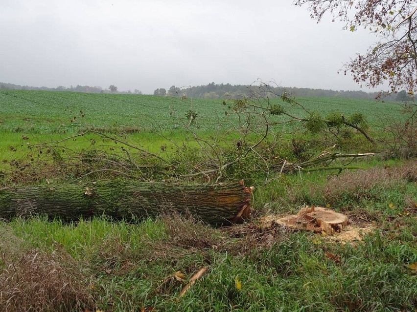 Głuponie: Wycinają drzewa