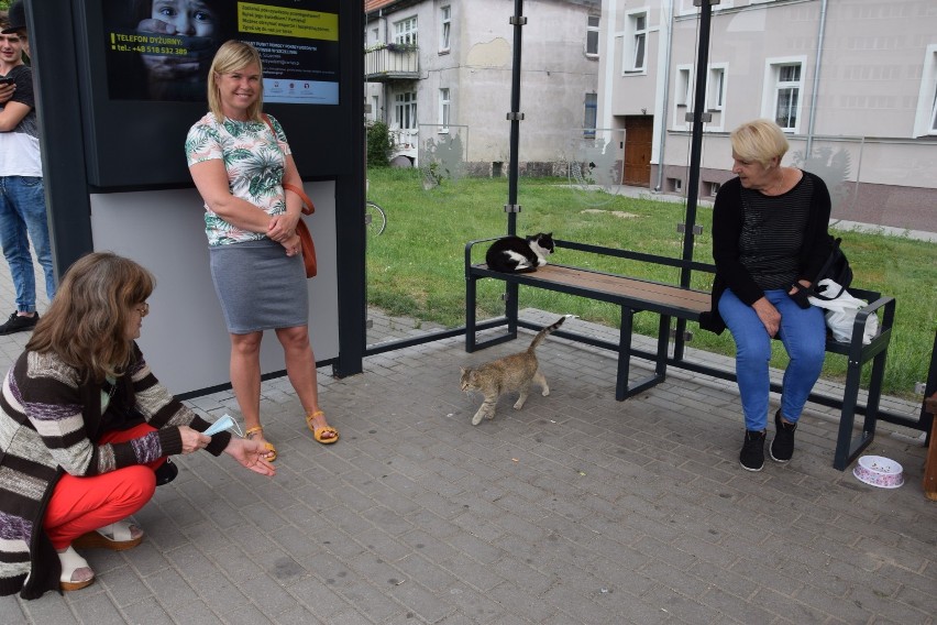 Najbardziej znany kot ze Szczecinka ma kolegę. Koci kącik na przystanku autobusowym [zdjęcia]