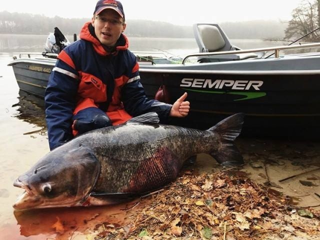 Do niecodziennego połowu doszło 25 listopada w lubniewickim jeziorze Lubiąż. Ryba, którą złowił Pan Adam Chojnacki z Gorzowa, mierzyła 133 cm, ważyła 59,5 kg. To nieoficjalny rekord Polski!