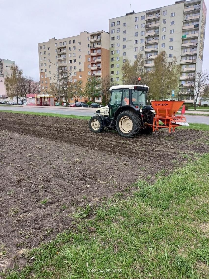 Nasadzenia w Inowrocławiu. Gdzie? Zobaczcie zdjęcia >>>>>