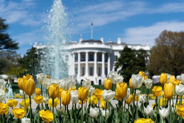 Domena publiczna

Morze tulipanów przed Białym Domem.