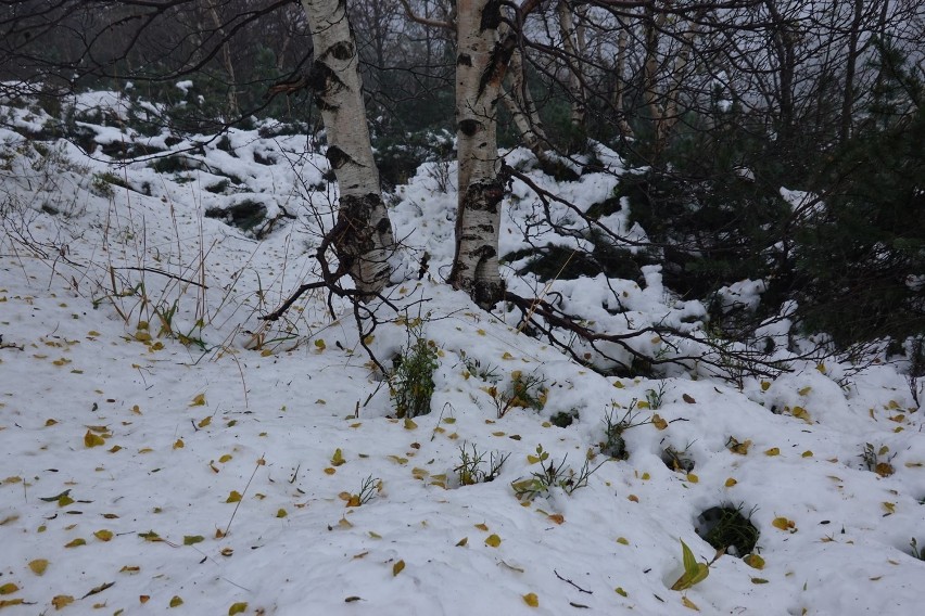 Karkonosze: zmrożony śnieg i trudne warunki dla piechurów