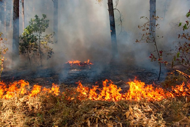Wójt gminy Drelów wyznaczył 2 tys.zł nagrody za wskazanie podpalaczy lasu