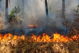 Wójt gminy Drelów: Dam 2 tys. zł za wskazanie podpalaczy lasów 