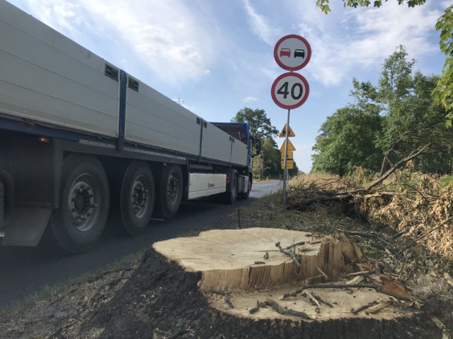 Generalna Dyrekcja Dróg Krajowych i Autostrad informuje, że przy drodze krajowej nr 24 od Goraja do Przytocznej rozpoczyna się wycinka drzew (zdjęcie ilustracyjne).