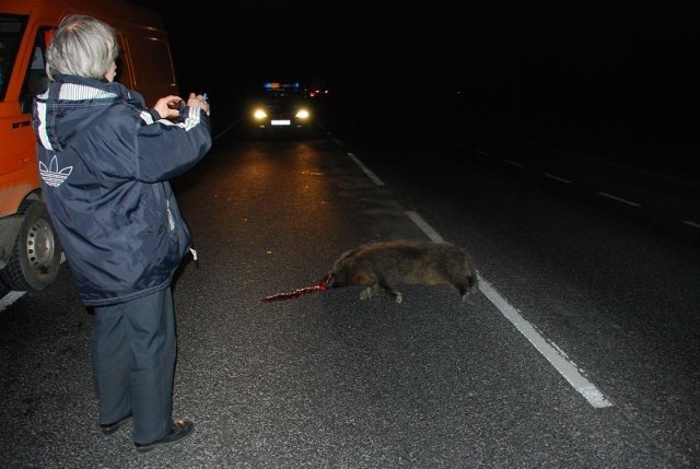 Trzy dziki zginęły przebiegając przez ruchliwą drogę