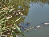 Śnięte ryby w rzece Wełnie. Na miejscu przyczyny badają inspektorzy ochrony środowiska