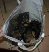 Schronisko dla zwierząt Chorzów: siedem szczeniaków znaleziono obok śmietnika. Szukają domu