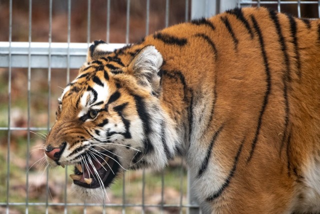 Udało się załatwić sprawy związane z transportem tygrysów uratowanych przez poznański ogród zoologiczny. Transport pięciu tygrysów ma odbyć się za kilka dni.
Przejdź do kolejnego zdjęcia --->