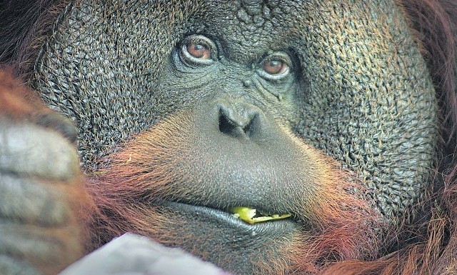 Tumku, jedyny orangutan z naszego ogrodu, skończył w czerwcu 39 lat