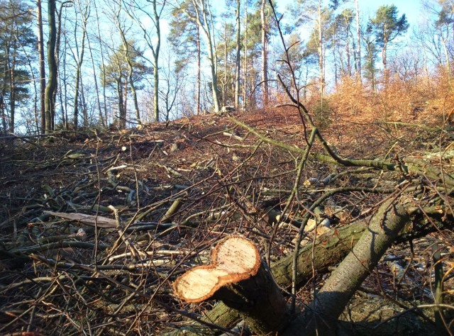 -&nbsp;Naszym celem jest przypomnienie i zwrócenie uwagi mieszkańcom Trójmiasta, że park krajobrazowy nie powinien być traktowany jak las gospodarczy, a ilość wycinanego drewna nie powinna rosnąć wraz z każdym kolejnym planem urządzenia lasu- mówią organizatorzy marszu