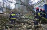 Zabrze: Nad miastem przeszła nawałnica, drzewo uszkodziło dwa samochody Audi A4