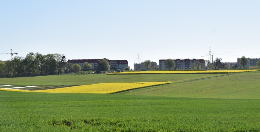 Malbork. Mieszkania na wynajem wyrosną na polu między Jagiellońskiej a Dąbrówki? Władze miasta rozmawiają o tym ze stroną rządową