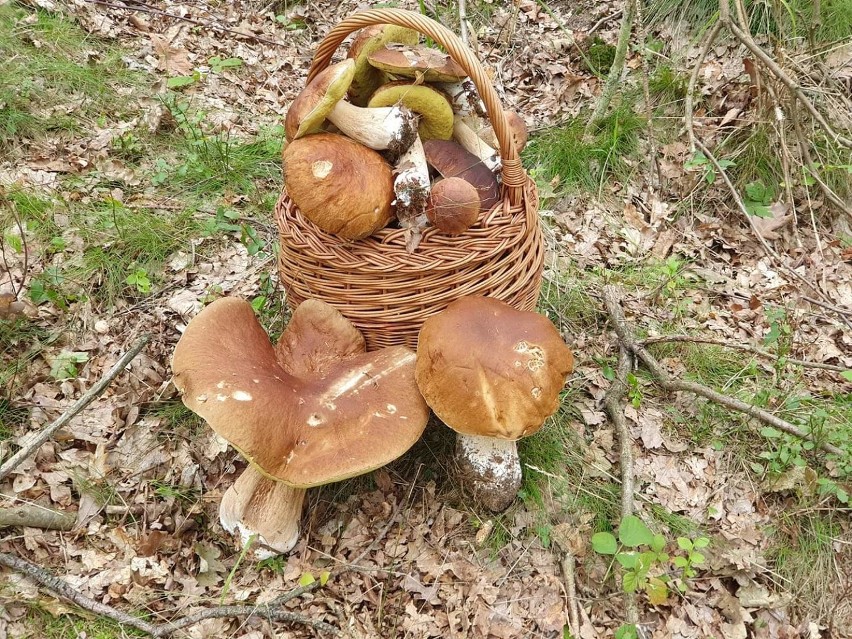 Grzybowe szaleństwo w lasach w powiecie lublinieckim. To Wasze zbiory!