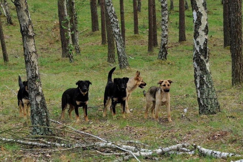 Watahy dzikich psów grasują po lasach