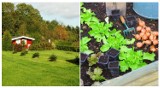 Ogródki działkowe do wzięcia w Świdnicy. Chcesz zielony kawałek zieleni? Zobacz oferty! To działki idealne nie tylko na lato