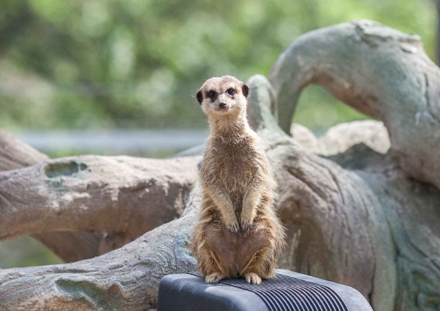 Nowy wybieg dla surykatek w łódzkim zoo