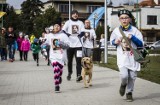 Bieg „Tropem Wilczym" w Świdnicy. Pobiegło kilkaset osób! (ZDJĘCIA)