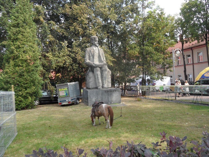 Wielbłąd, alpaki , szynszyle w centrum Częstochowy ZDJĘCIA